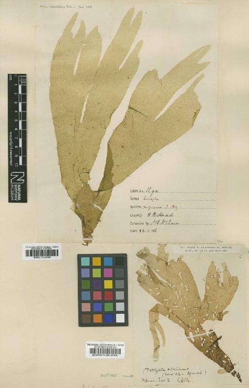 Glossophora nigricans (Agardh) Womersley - BM000563248