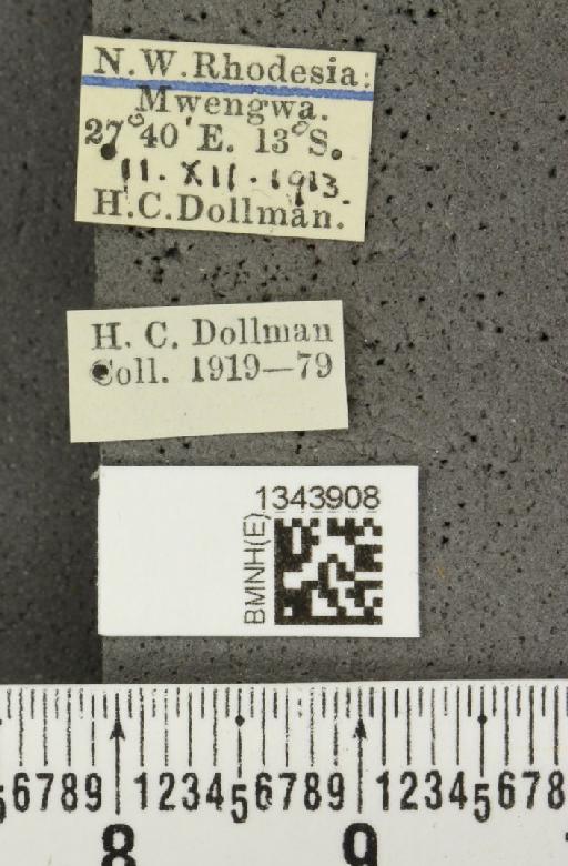 Lilioceris (Lilioceris) cafra (Lacordaire, 1845) - BMNHE_1343908_a_label_14612