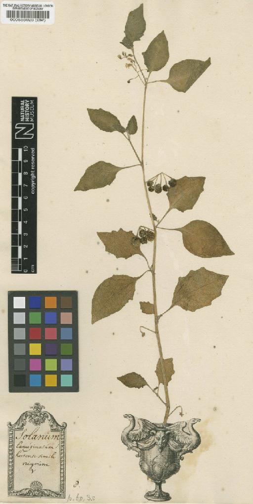 Solanum nigrum var. virginicum L. - BM000558028