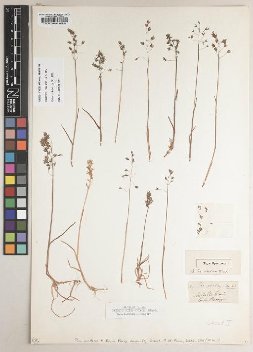 Poa arctica R.Br. - BM000528098