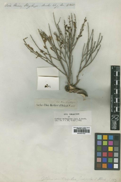 Cytisus acutangulus Jaub. & Spach - BM000901087