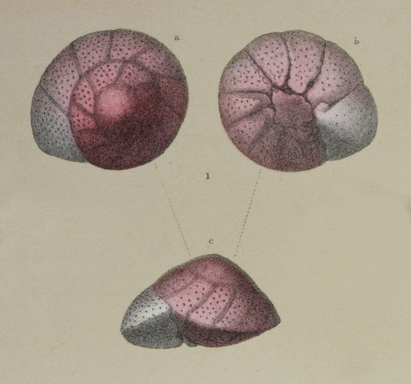 To NHMUK collection (Truncatulina rosea (d'Orbigny, 1826); NHMUK:ecatalogue:3093384)