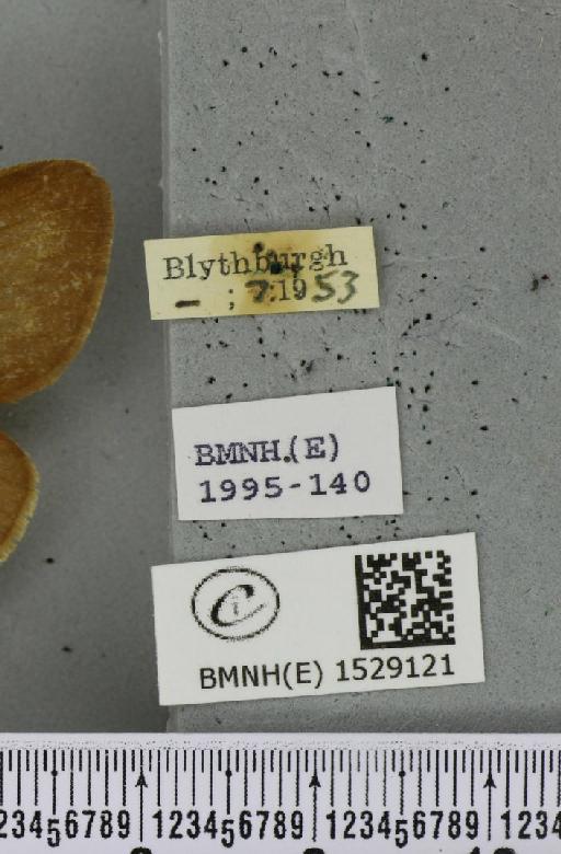 Macrothylacia rubi (Linnaeus, 1758) - BMNHE_1529121_label_196589
