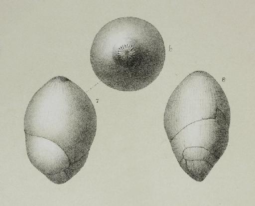 Polymorphina rotundata - ZF2155_73_7-8_Globulina_rotundata.jpg