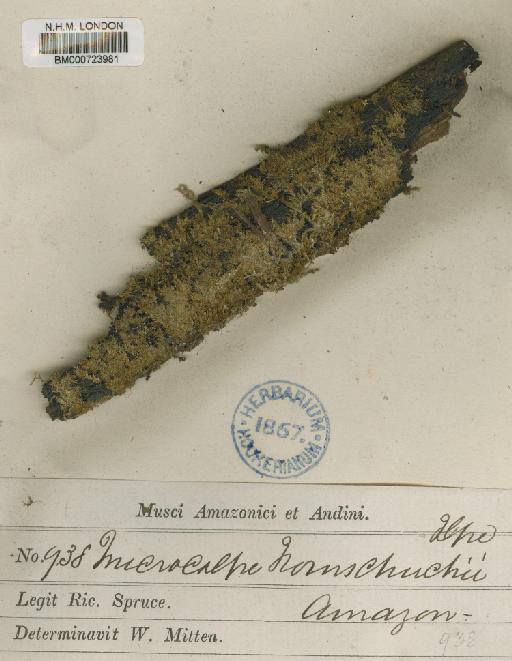 Trichosteleum ambiguum (Schwägr.) Paris - BM000723981