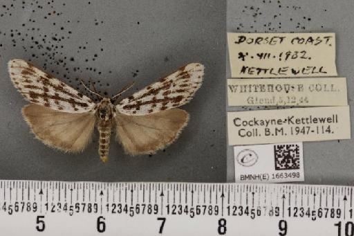 Coscinia cribraria bivittata (South, 1900) - BMNHE_1663498_283227