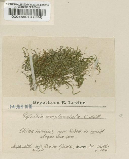 Entodon complanatulus (Müll.Hal.) M.Fleisch. - BM000555919
