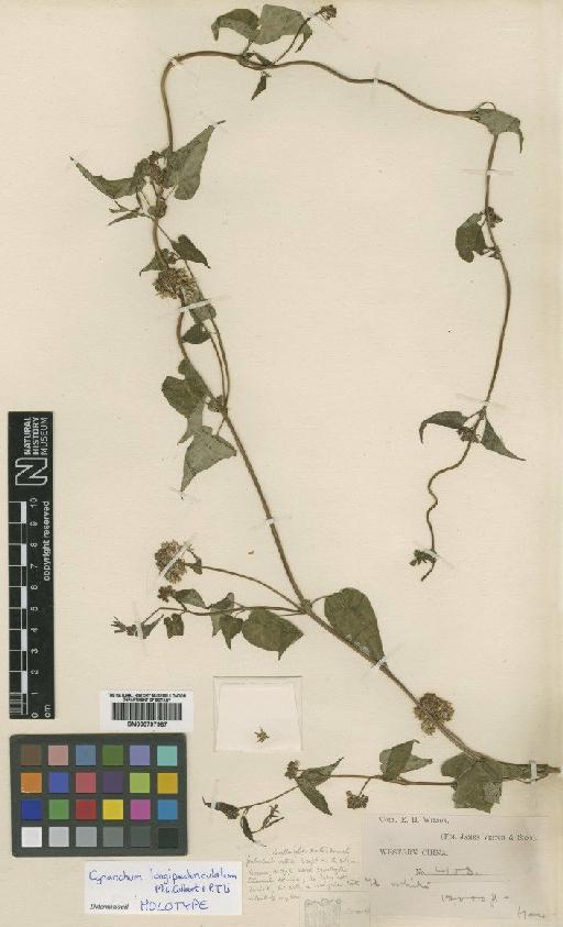 Cynanchum longipedunculatum (M.G.Gilbert) P.T.Li - BM000797987