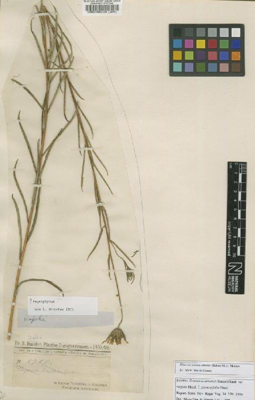 Dimerostemma arnottii (Baker) M.D.Moraes - BM000096903