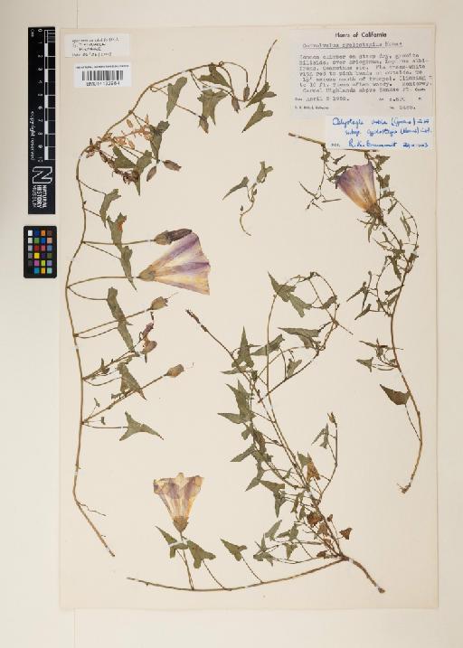 Calystegia arida subsp. cyclostegius - 014132984
