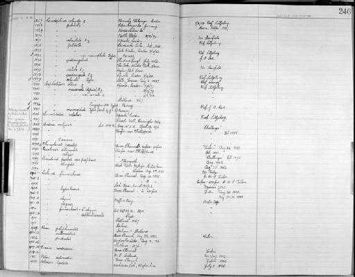 Ceriodaphnia echinata parvorder Cladoceromorpha Moniez, 1887 - Zoology Accessions Register: Crustacea - Norman Collection: 1911: page 246
