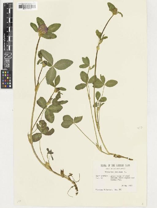 Trifolium pratense L. - BM001036733