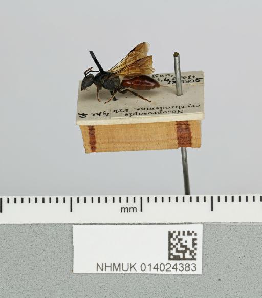 Hylaeus erythrodemas Perkins, 1899 - 014024383__-