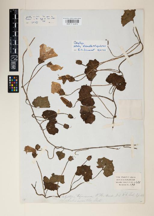 Calystegia soldanella x tuguriorum - 014132970