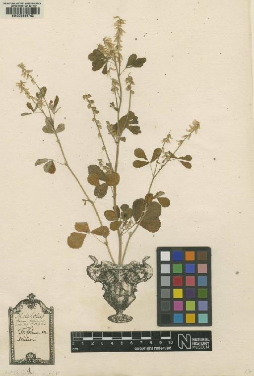 Trifolium officinale L. - BM000646763