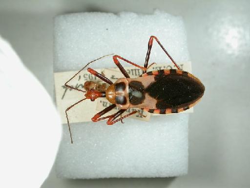 Santosia semistriata Karsch, 1892 - Hemiptera: Santosia semistriata