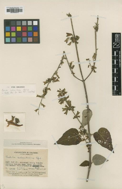 Salvia colombiana Epling - BM000993016