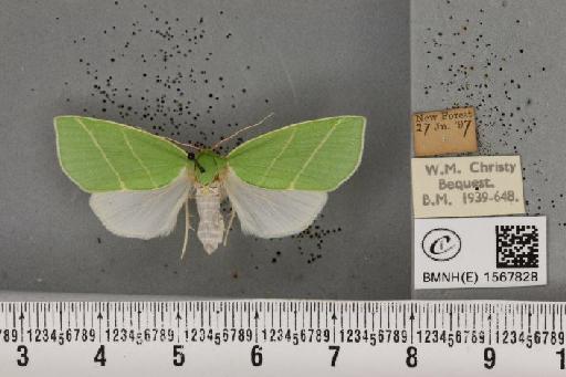 Bena bicolorana (Fuessly, 1775) - BMNHE_1567828_293270