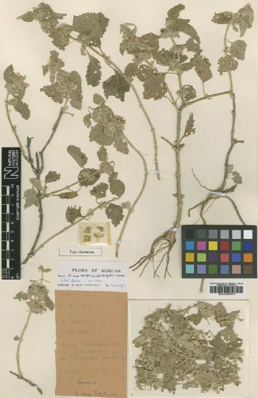 Leucas dhofarensis Hedge & Sebald - BM000950502