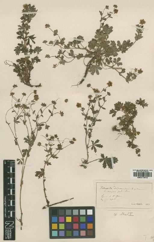 Potentilla collina Wibel - BM000750703