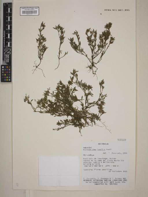 Stylosanthes humilis Kunth - BM001172191