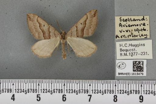 Scotopteryx mucronata scotica (Cockayne, 1940) - BMNHE_1615479_303812