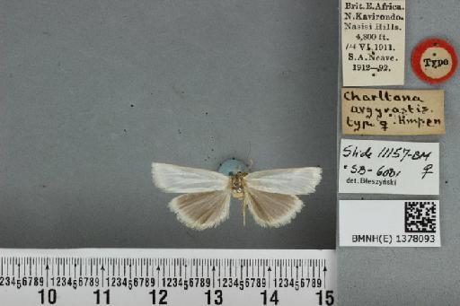 Charltona argyrastis Hampson, 1919 - BMNH(E) 1378093 Charltona argyrastis Hampson female T dorsal & labels