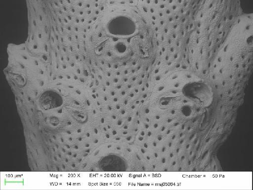 Adeonella falcicula Hayward, 1981 - Adeonella_falcicula_msj05064