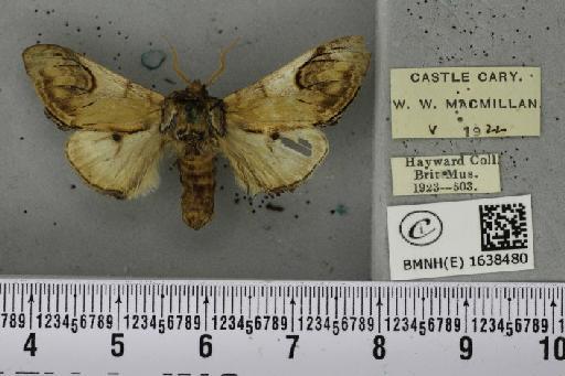 Notodonta ziczac ziczac (Linnaeus, 1758) - BMNHE_1638480_208154