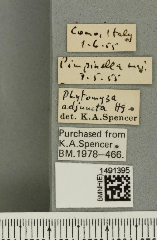 Phytomyza adjuncta Hering, 1928 - BMNHE_1491395_label_53025