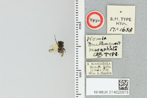 Pseudapis (Pachynomia) mesosticta (Cockerell, 1939) - 014025878_839193_364039-