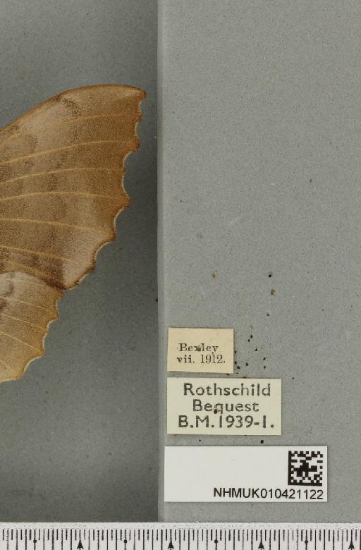 Laothoe populi populi (Linnaeus, 1758) - NHMUK_010421122_label_526063