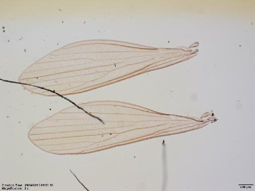 Lutzomyia (Psathyromyia) dasymera Fairchild & Hertig, 1961 - Lutzomyia_dasymera-BMNH(E)1251324_PT-female_wings-2x.tif