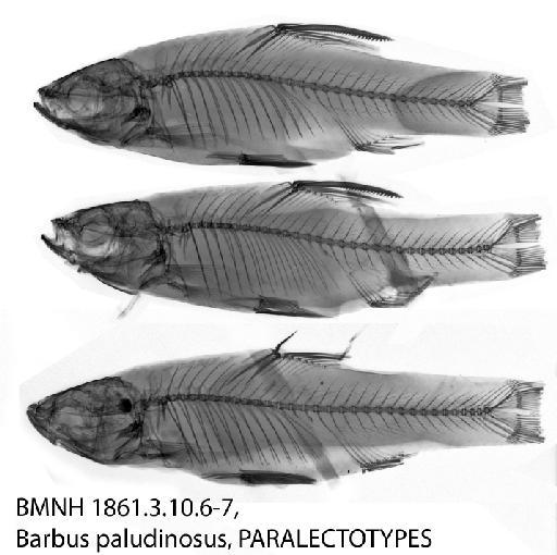 Barbus paludinosus Peters, 1852 - BMNH 1861.3.10.6-7, Barbus paludinosus, PARALECTOTYPES, Radiograph