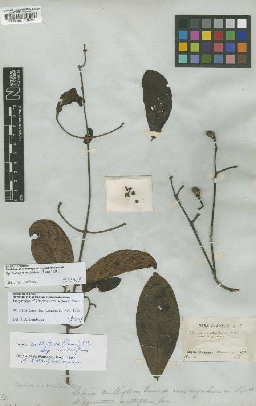 Salacia multiflora (Lam.) DC. - BM000595211