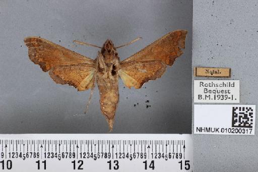 Temnora pylades pylades Rothschild & Jordan, 1903 - NHMUK 010200317 Temnora pylades R&J female ventral and labels