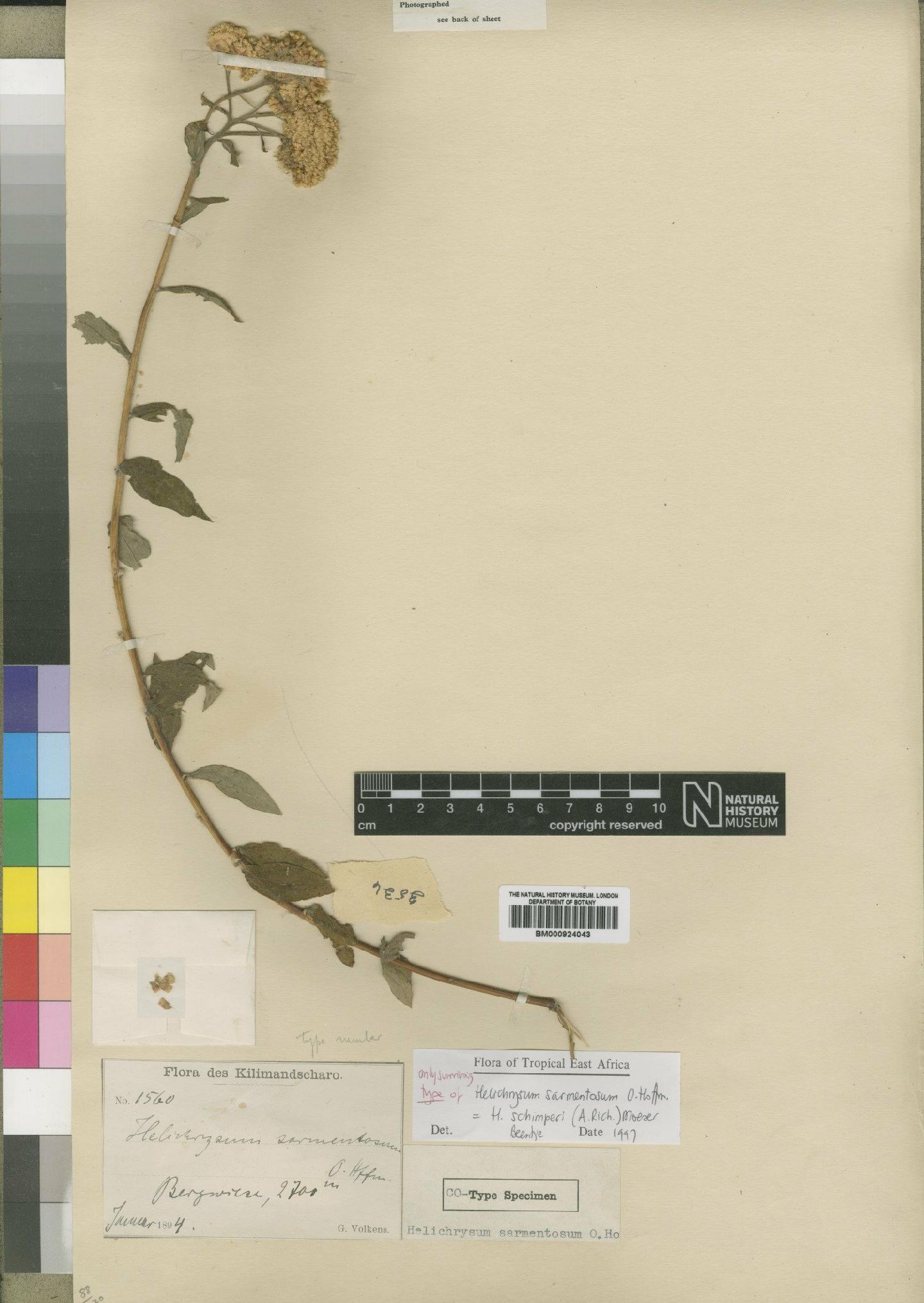 To NHMUK collection (Helichrysum sarmentosum O.Hoffm.; Type; NHMUK:ecatalogue:4528811)