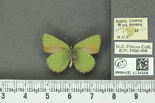 Callophrys rubi rubi (Linnaeus, 1758) - BMNHE_1134164_97848