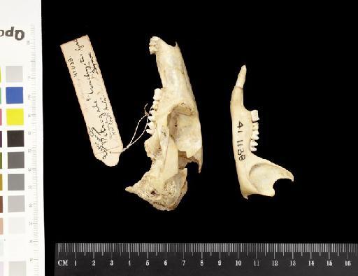 Petrogale brachyotis Gould, 1841 - 1841.1138_Skull_Lateral