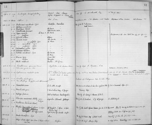 Orchestia mauritiensis parvorder Talitridira epifamily Talitroidae - Zoology Accessions Register: Crustacea: 1935 - 1962: page 11