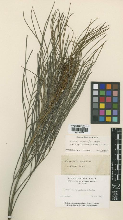 Grevillea pteridiifolia Knight - BM000839503