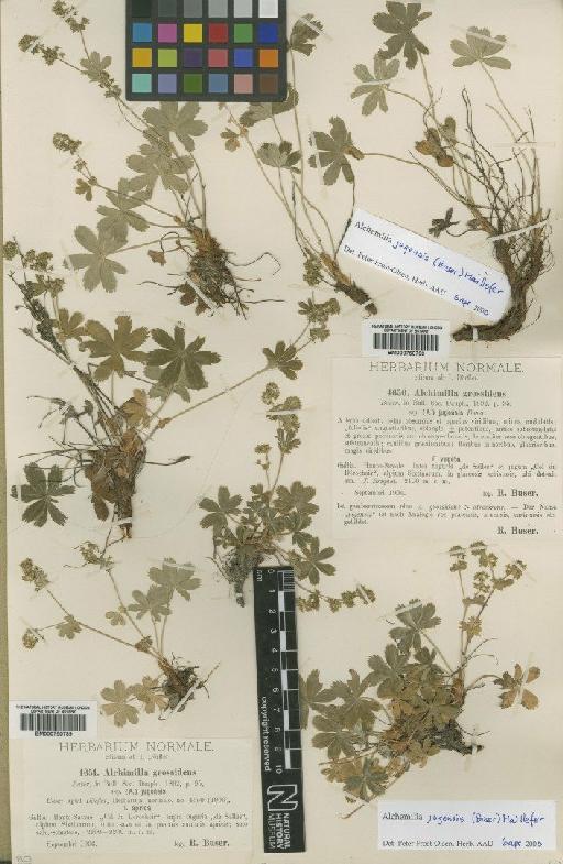 Alchemilla grossidens subsp. glacialis Buser - BM000750789