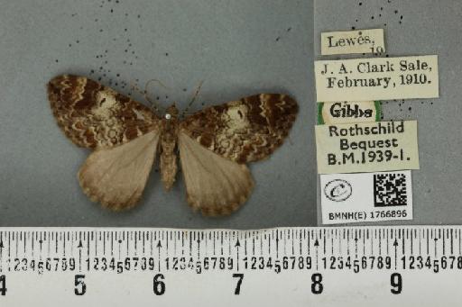 Dysstroma truncata truncata (Hufnagel, 1767) - BMNHE_1766896_347829