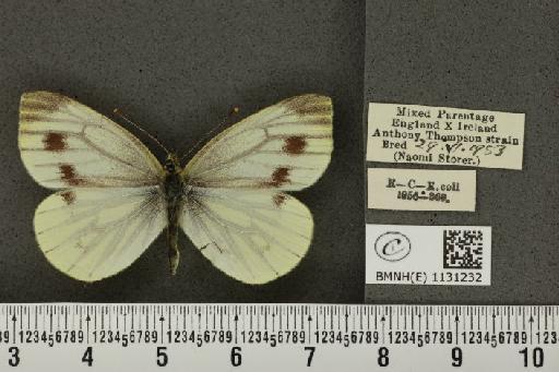 Pieris napi napi (Linnaeus, 1758) - BMNHE_1131232_86821