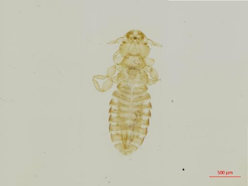 Pectinopygus magellanicus Timmermann, 1967 - 010683974__2017_08_09-Scene-2-ScanRegion1