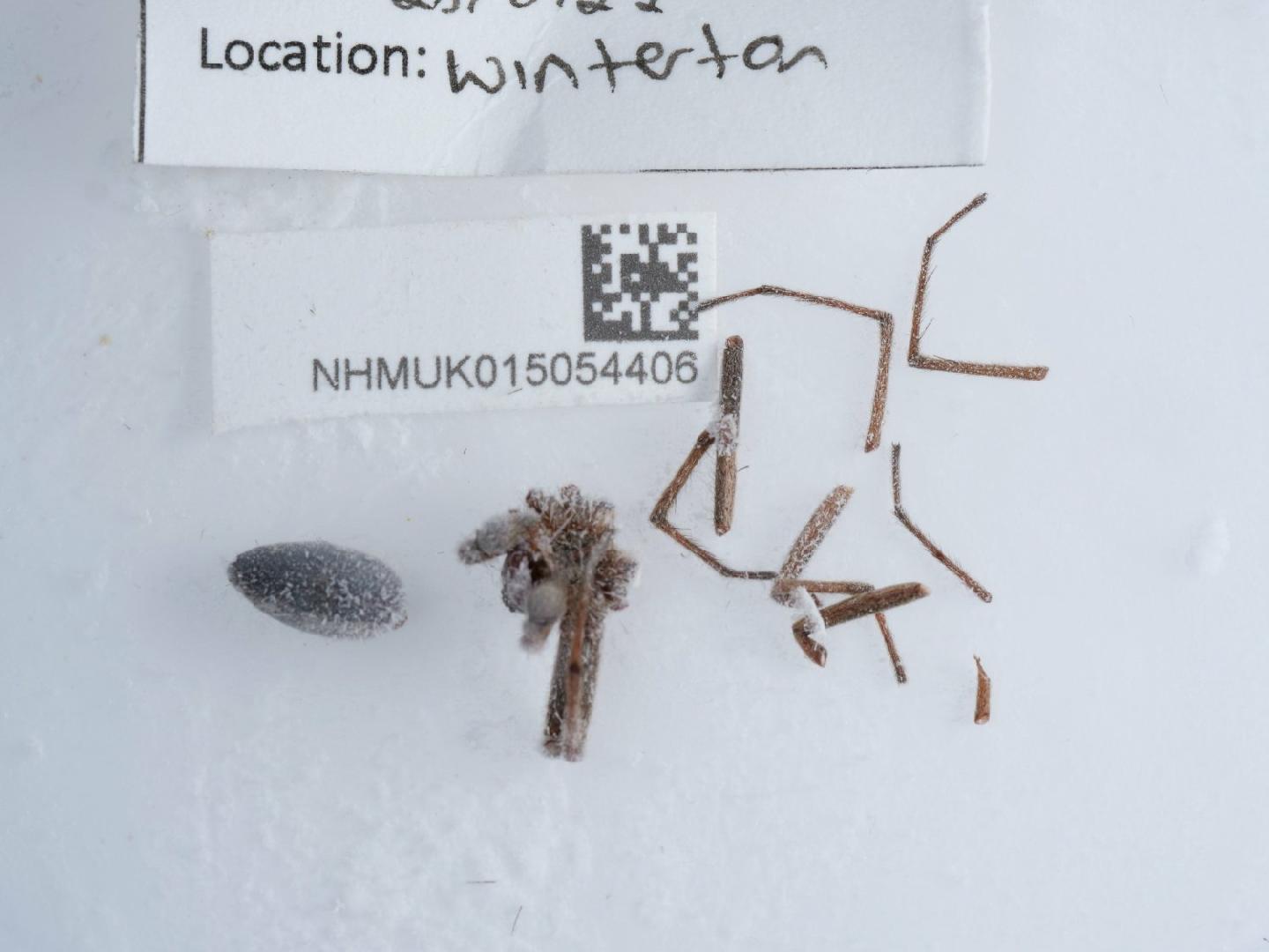 Pisaura mirabilis thumbnail