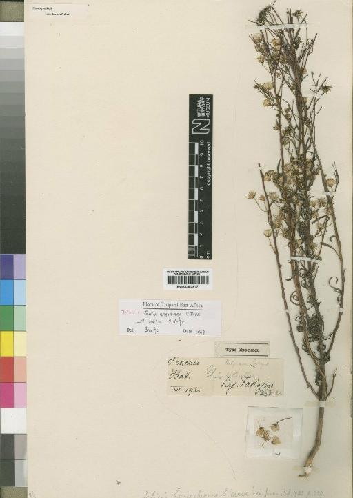 Felicia boehmii subsp. homochroma (Moore) Grau - BM000903917