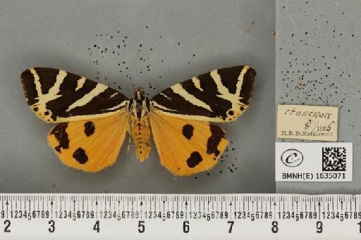 Euplagia quadripunctaria (Poda, 1761) - BMNHE_1635071_209135