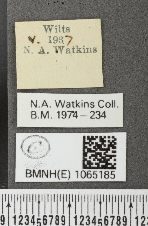 Coenonympha pamphilus (Linnaeus, 1758) - BMNHE_1065185_label_26464