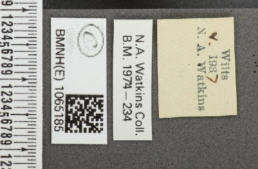 Coenonympha pamphilus (Linnaeus, 1758) - BMNHE_1065185_label_26464